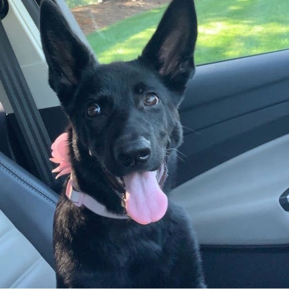 Meet your Posher, Annika - Picture 1 of 1